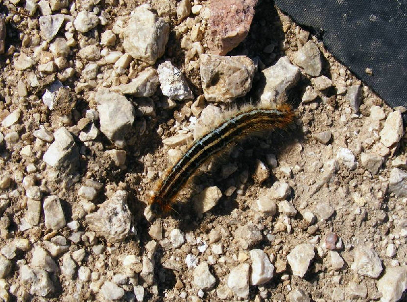 bruco 10 - Malacosoma (Malacosoma) franconicum